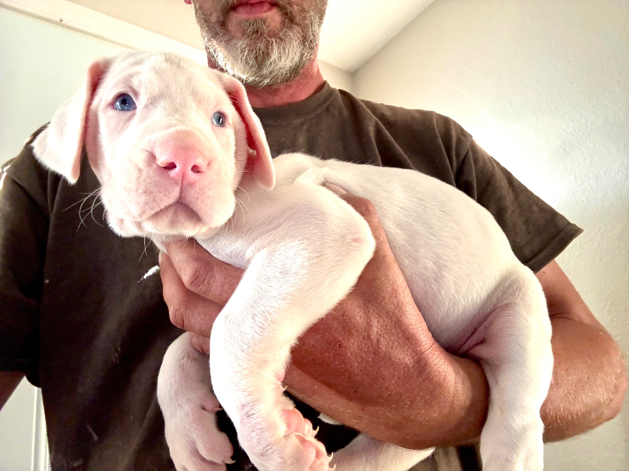 Chloe — Female Harlequin Great Dane puppy, reserved