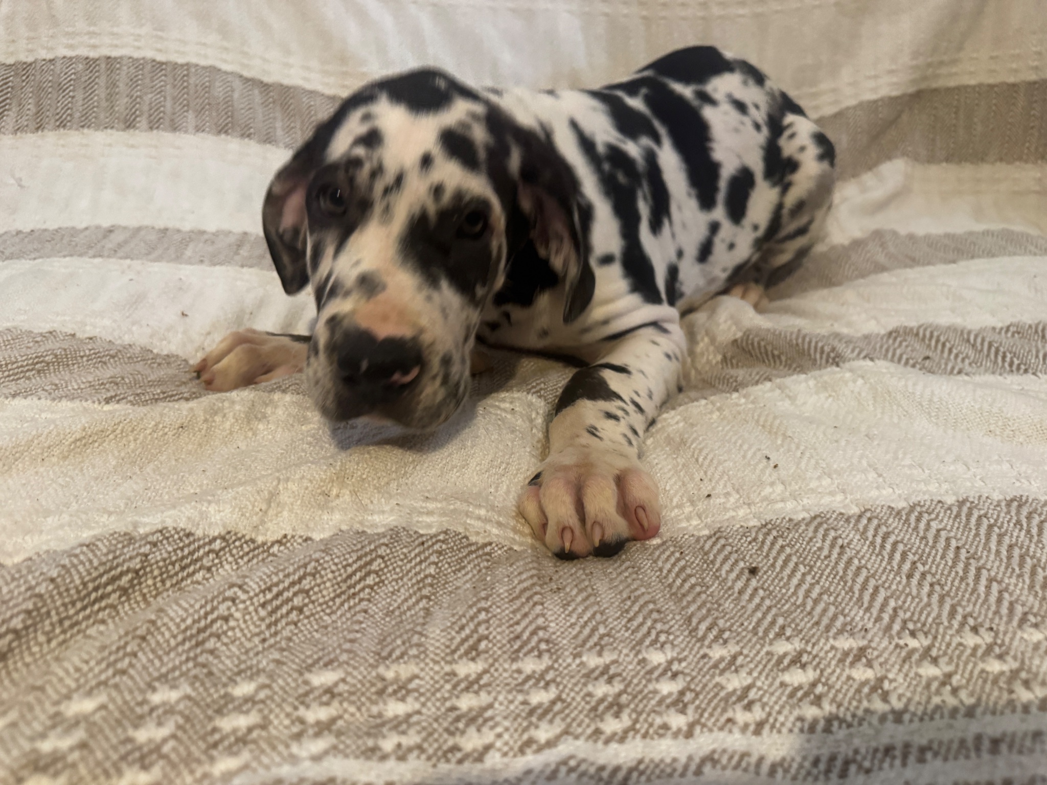 Kujo — Male Harlequin Great Dane puppy, available