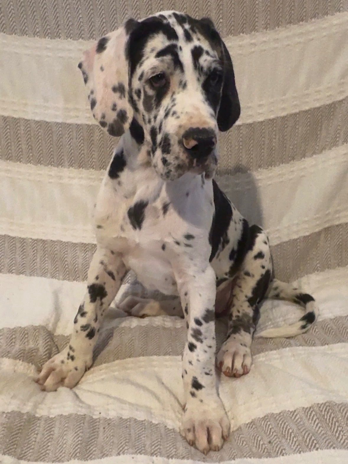 Daisy — Female Harlequin Great Dane puppy, available