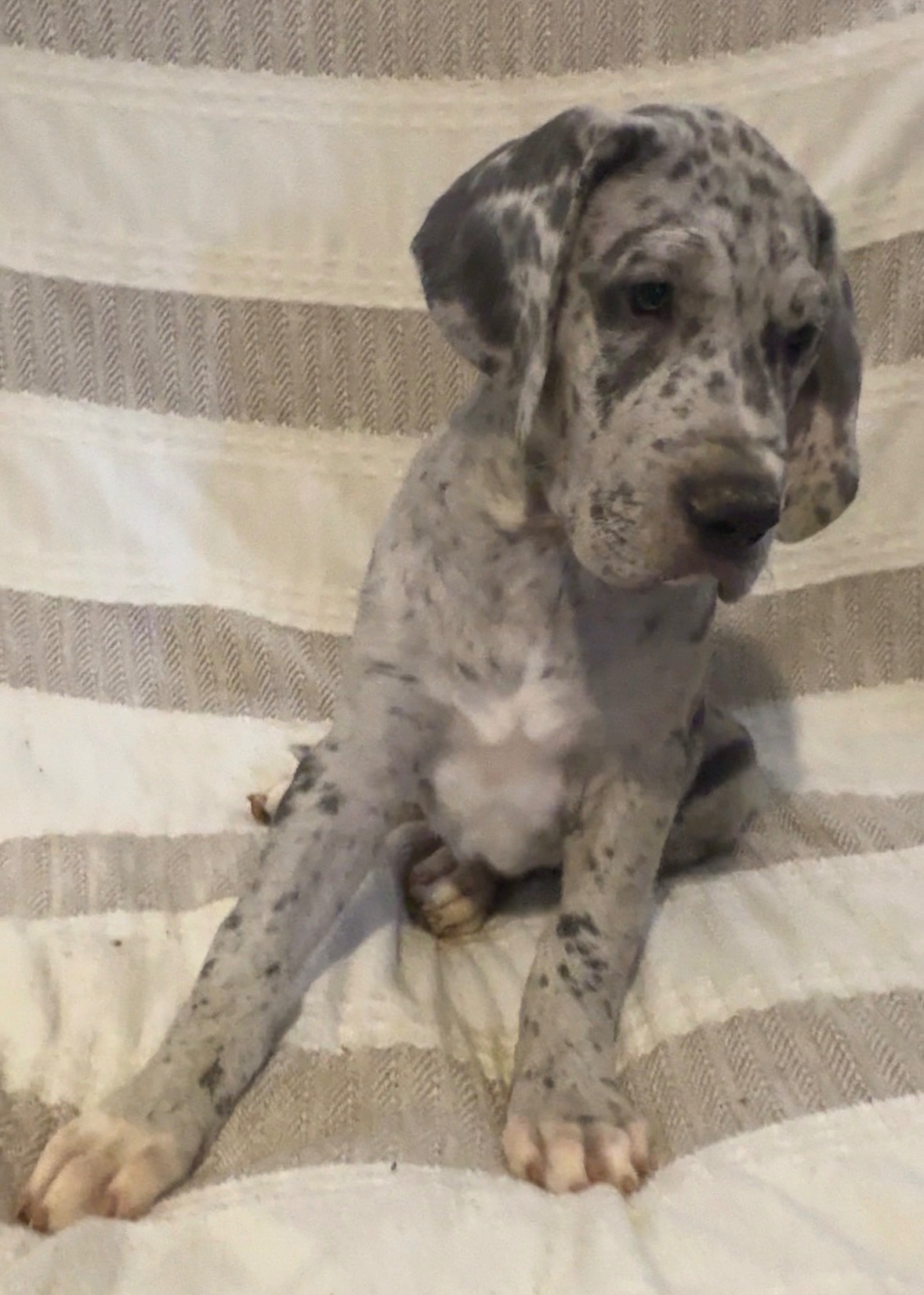 Merlin — Male Harlequin Great Dane puppy, reserved