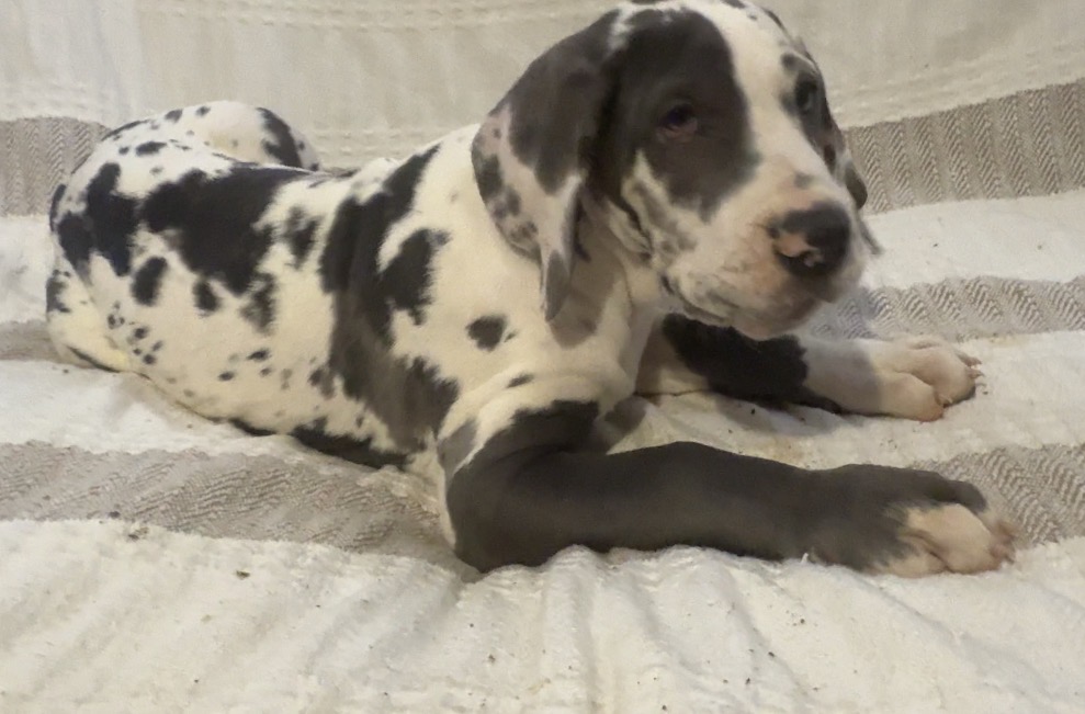 Blue — Male Harlequin Great Dane puppy, reserved