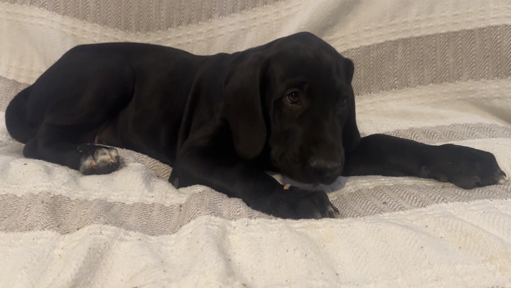 Apollo — Male Harlequin Great Dane puppy, reserved