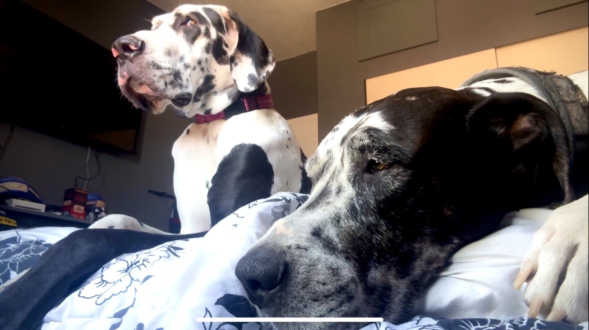 Luna and Rocco — Royal Great Danes relaxing at home in Rio Verde, Arizona